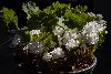 <em>Sanguinaria canadensis</em> 'flore pleno'